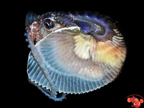 Аргонавт моллюск. Удивительное живое ископаемое: моллюск аргонавт (Argonauta)