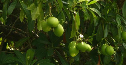 Самое опасное растение в мире. 25 самых опасных растений, которые могут по-настоящему причинить вам боль