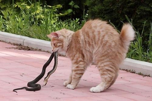 Какое животное притворяется мертвым когда его напугаешь. Как животные ведут себя в опасности