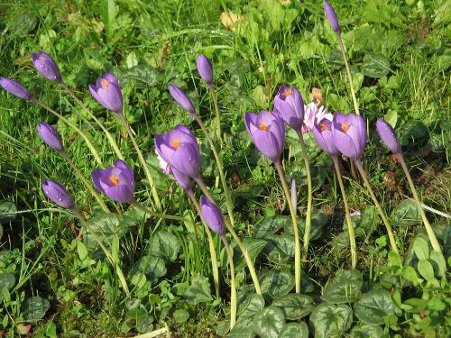 Самое опасное растение в мире. 25 самых опасных растений, которые могут по-настоящему причинить вам боль