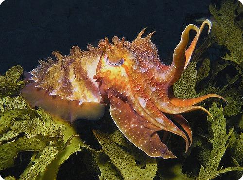 Каракатицы