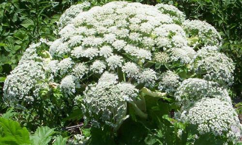 Самое опасное растение в мире. 25 самых опасных растений, которые могут по-настоящему причинить вам боль