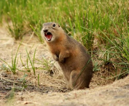 Какое животное притворяется мертвым когда его напугаешь. Как животные ведут себя в опасности