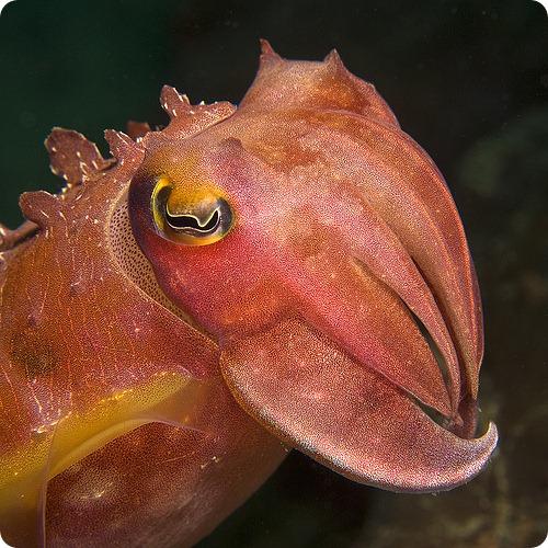 Каракатицы