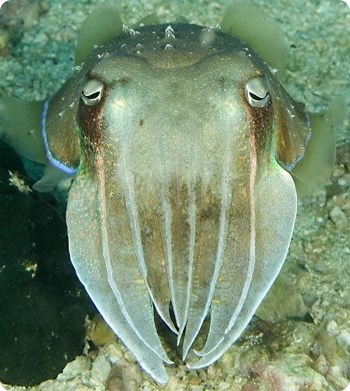 Каракатицы