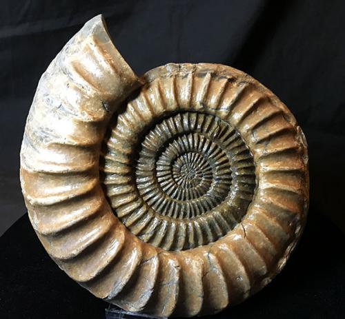 Аммониты. Камни-аммониты: что это такое