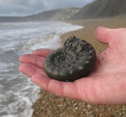 Аммониты. Камни-аммониты: что это такое