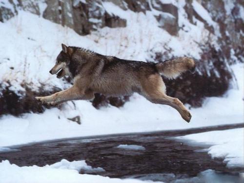 Какое животное притворяется мертвым когда его напугаешь. Как животные ведут себя в опасности