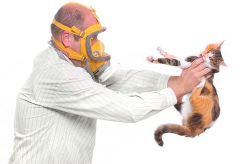 Ученые создали вакцину против аллергии на кошек. Методы лечения