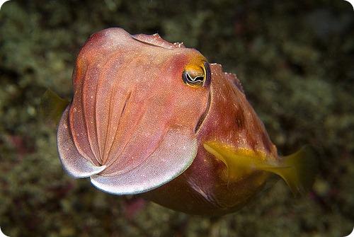 Каракатицы