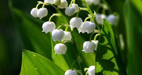 Самое опасное растение в мире. 25 самых опасных растений, которые могут по-настоящему причинить вам боль