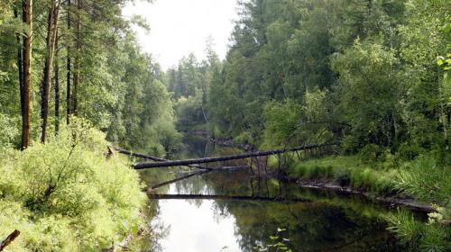 Самый большой лес в мире находится. Самый большой лес в мире
