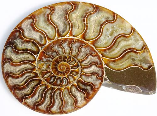 Аммониты. Камни-аммониты: что это такое
