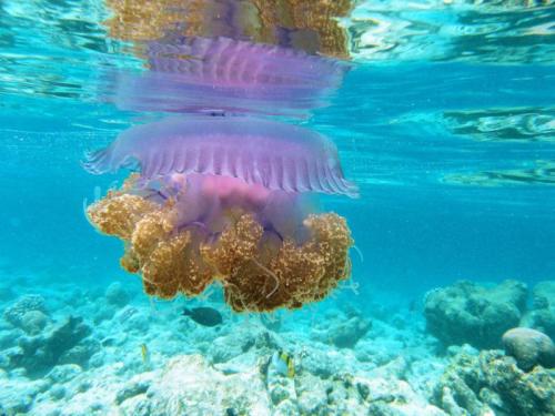 Самое красивое животное в мире. 11 самых красивых животных в мире