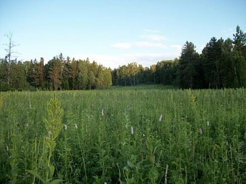 Где самый большой лес. Самый большой лес в мире 03