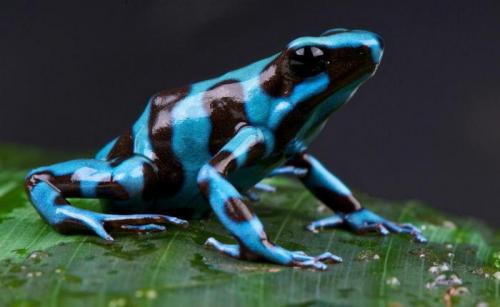 Самое красивое животное в мире. 11 самых красивых животных в мире