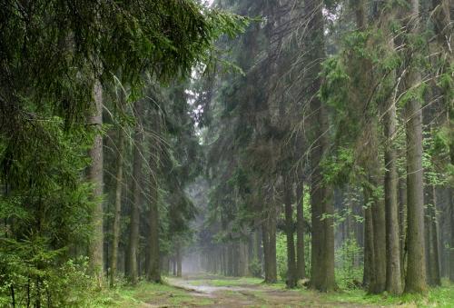 Самый большой лес в мире находится. Самый большой лес в мире