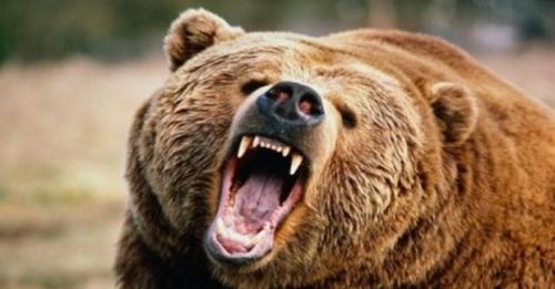 Какое животное притворяется мертвым когда его напугаешь. Как животные ведут себя в опасности