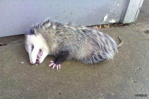 Какое животное притворяется мертвым и воняет. Какое животное притворяется мертвым при опасности