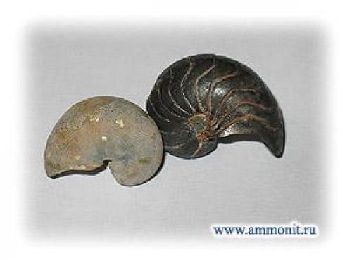 Наутилус помпилиус моллюск интересные факты. Наутилус - моллюск с красивой раковиной – 10 фото 21 Наутилус помпилиус моллюск интересные факты. Наутилус - моллюск с красивой раковиной – 10 фото 21