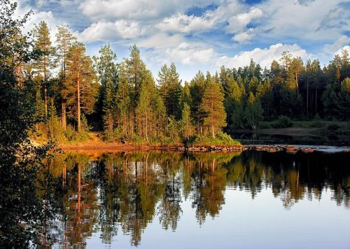 Самый большой лес в мире находится. Самый большой лес в мире