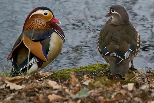 Самое опасное животное на земле человек. Самое опасное животное на земле 18