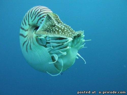Наутилус помпилиус моллюск интересные факты. Наутилус - моллюск с красивой раковиной – 10 фото