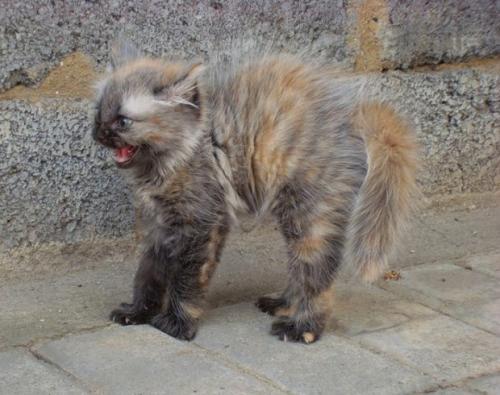 Какое животное притворяется мертвым когда его напугаешь. Как животные ведут себя в опасности