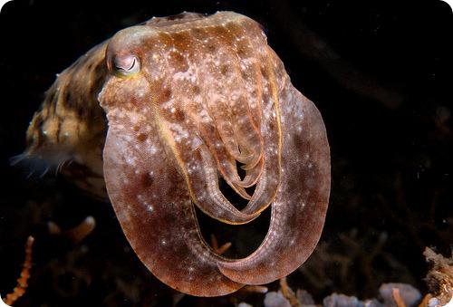 Каракатицы