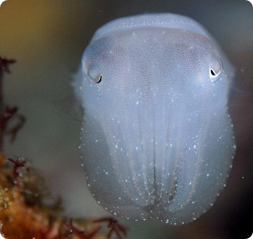 Каракатицы