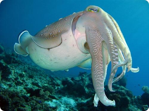 Каракатицы