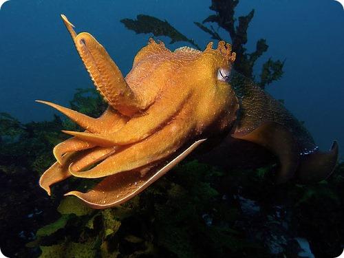 Каракатицы