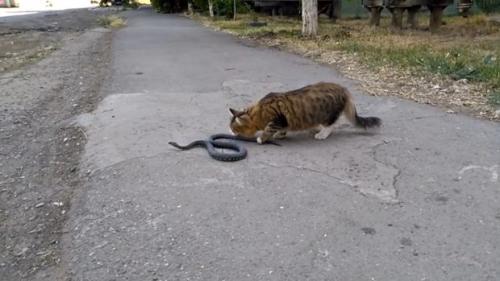 Какое животное притворяется мертвым когда его напугаешь. Как животные ведут себя в опасности