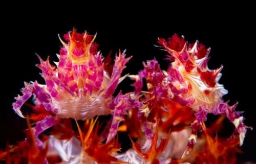 Самое опасное животное на земле человек. Самое опасное животное на земле 17