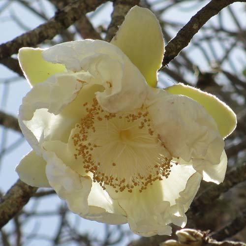 Баобаб — описание и фото гигантского долгоживущего дерева