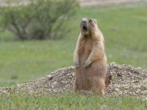 Какое животное притворяется мертвым когда его напугаешь. Как животные ведут себя в опасности