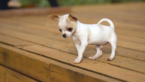 Все интересное о шахматах. Шахматы — интересные факты 04