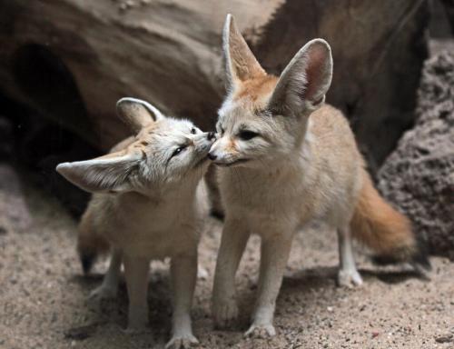 Самое красивое животное в мире. 11 самых красивых животных в мире