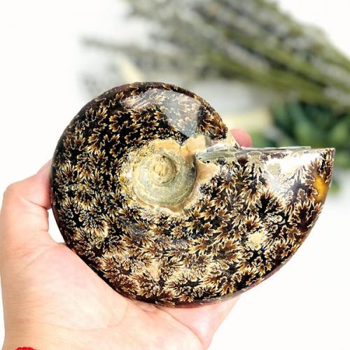 Аммониты. Камни-аммониты: что это такое