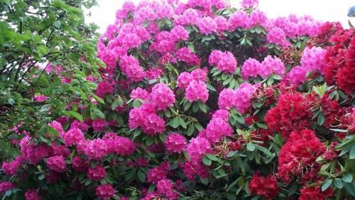 Самое опасное растение в мире. 25 самых опасных растений, которые могут по-настоящему причинить вам боль