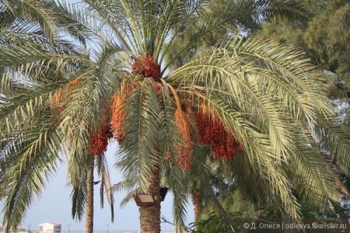 Красивые слова о Тунисе. Всё самое интересное про Тунис