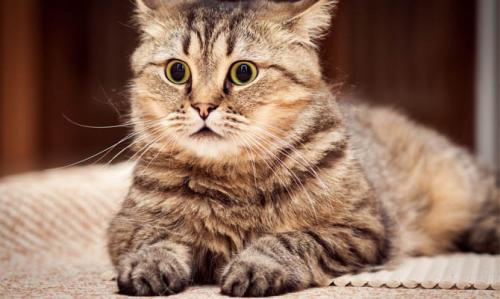 Интересные факты о кошках 2 класс. 