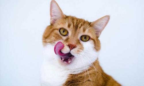 Интересные факты о кошках 2 класс. 