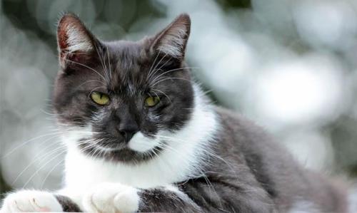 Интересные факты о кошках 2 класс. 