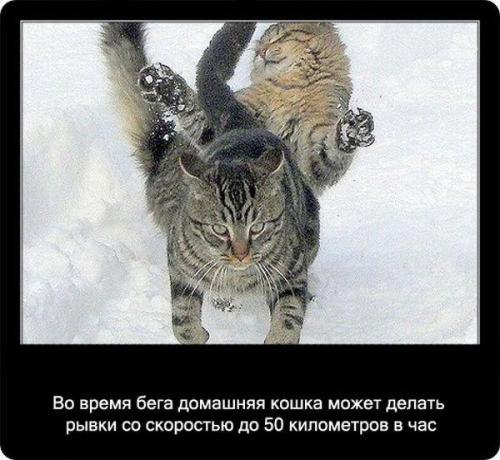 Интересные факты о кошках 2 класс. 