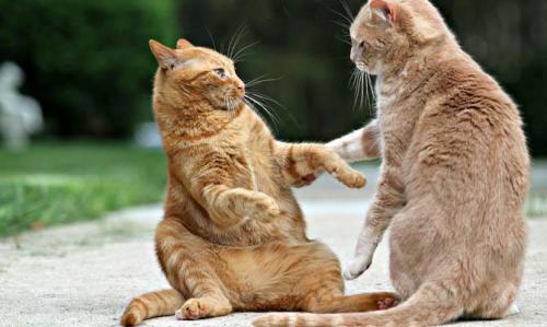 Интересные факты о кошках 2 класс. 