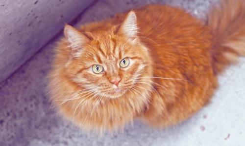 Интересные факты о кошках 2 класс. 