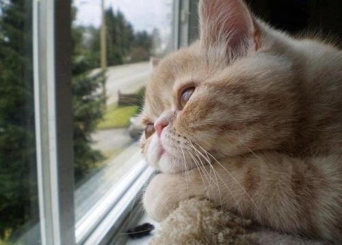 Интересные факты о кошках 2 класс. 