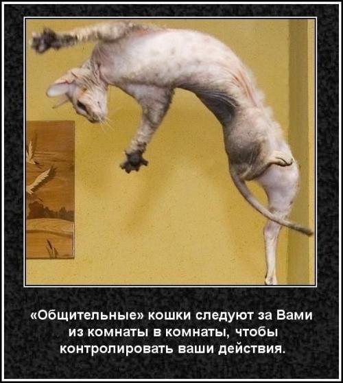 Интересные факты о кошках 2 класс. 