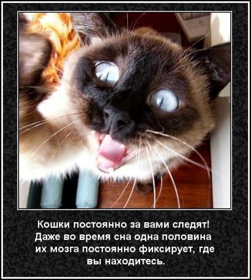 Интересные факты о кошках 2 класс. 